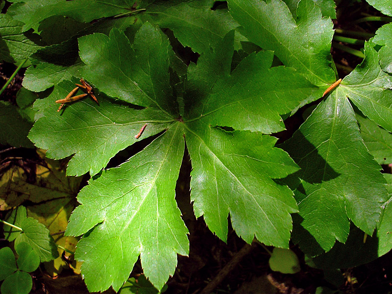 Image of Sanicula europaea specimen.