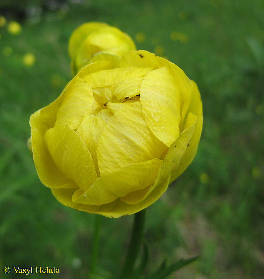 Изображение особи Trollius altissimus.