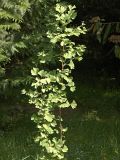 Ginkgo biloba. Молодое дерево (высота примерно 1,8 м). Украинские Карпаты, Свалявский район, парк санатория \"Квитка полонины\" возле с. Солочин. 31 мая 2011 г.