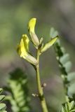 Astragalus glabrescens. Соцветие. Таджикистан, склоны гор Рангон, высота ~1300 м. н.у.м. 13.04.2011.