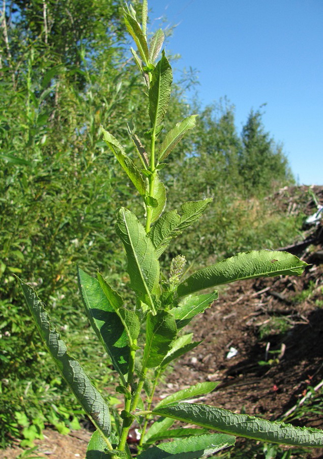 Изображение особи Salix &times; tetrapla.