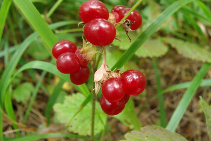 Image of Rubus saxatilis specimen.