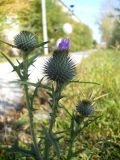 Cirsium vulgare