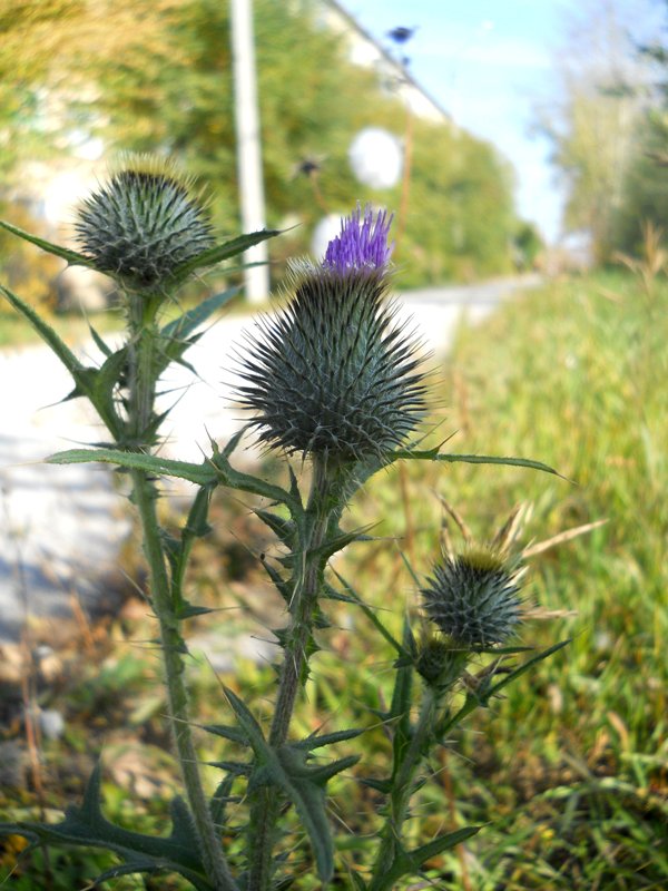 Изображение особи Cirsium vulgare.