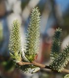 Salix cinerea. Побег с соцветиями. Московская обл., Раменский р-н, окр. дер. Хрипань, окраина поля у ж/д платформы. 02.05.2011.