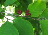 Lonicera xylosteum. Ветвь с плодами. Татарстан, г. Бавлы. 15.07.2011.