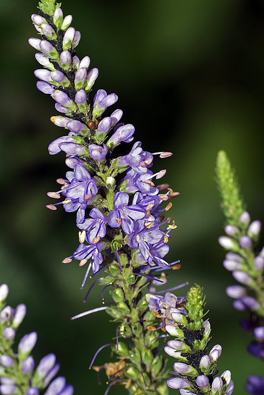 Изображение особи Veronica longifolia.