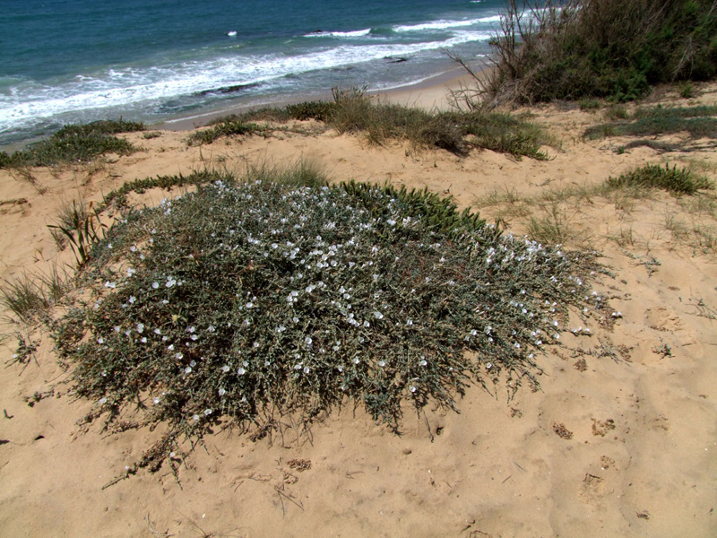 Image of Convolvulus secundus specimen.