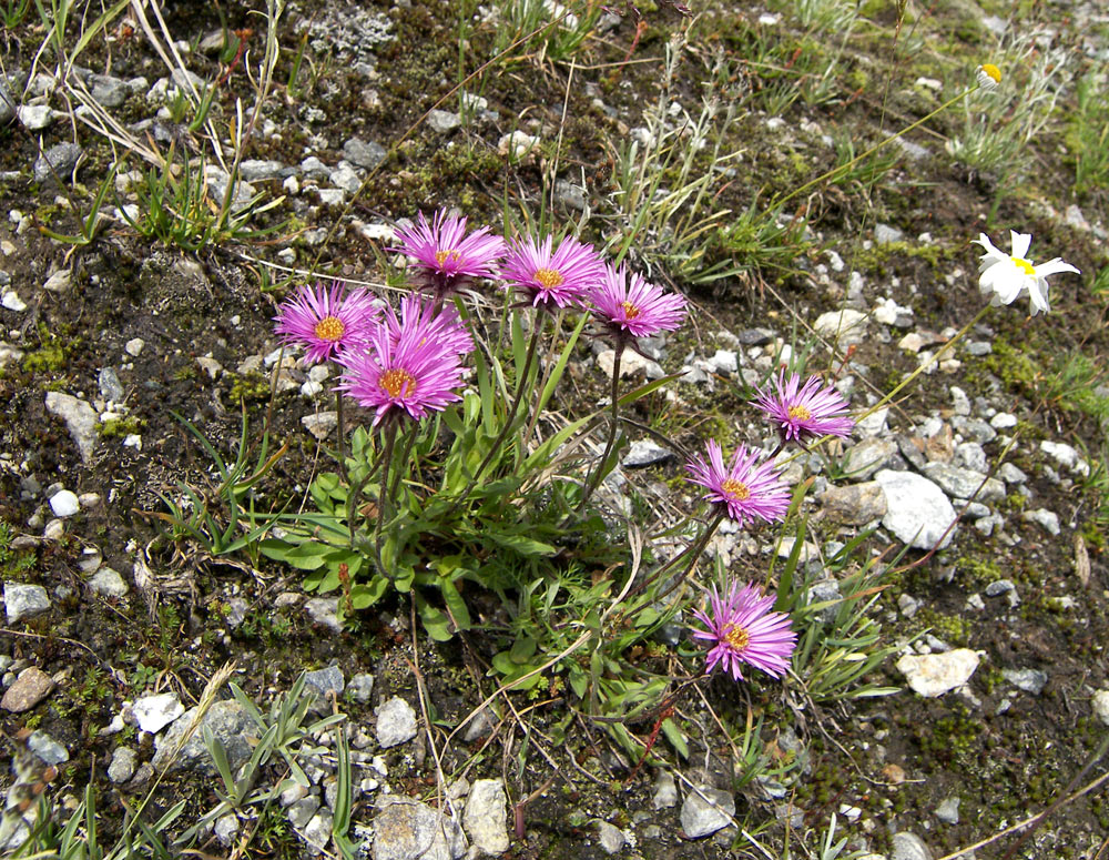 Изображение особи Erigeron venustus.