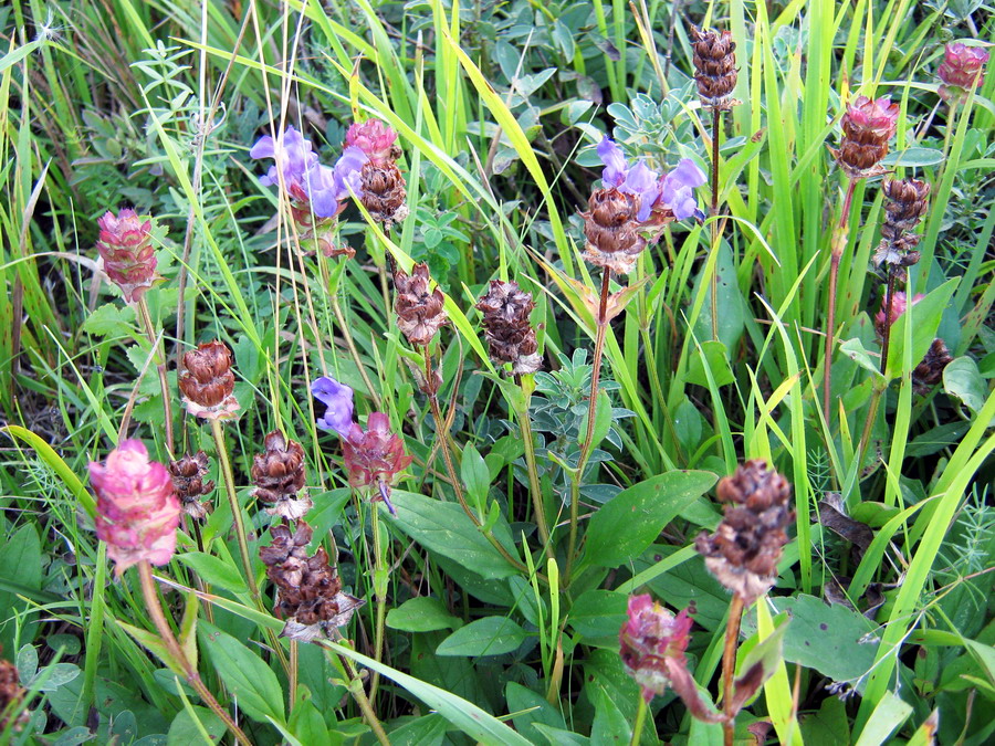 Image of Prunella grandiflora specimen.