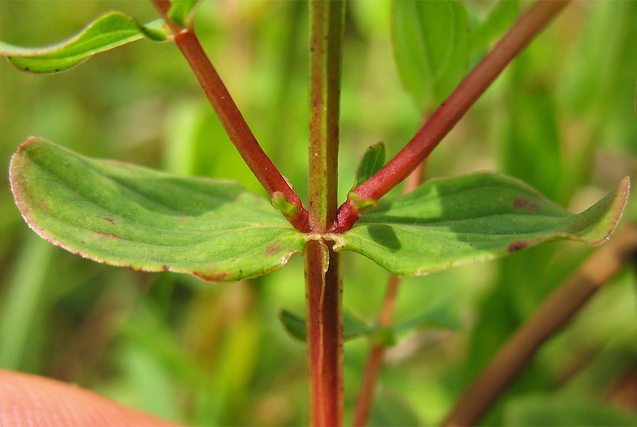 Image of Hypericum tetrapterum specimen.