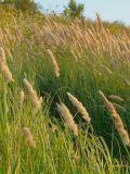 Calamagrostis glomerata