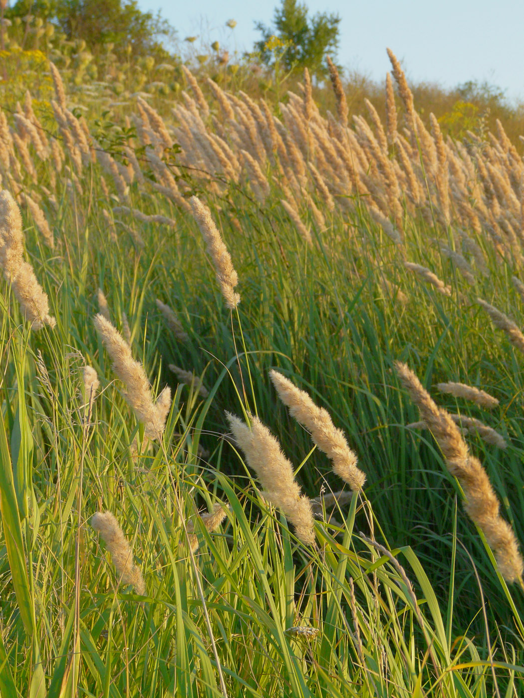Изображение особи Calamagrostis glomerata.