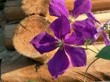 Clematis × jackmanii. Цветки. Московская обл., дачный участок. 21.08.2004.