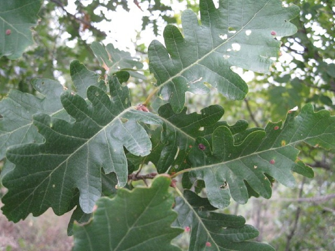 Изображение особи Quercus petraea.