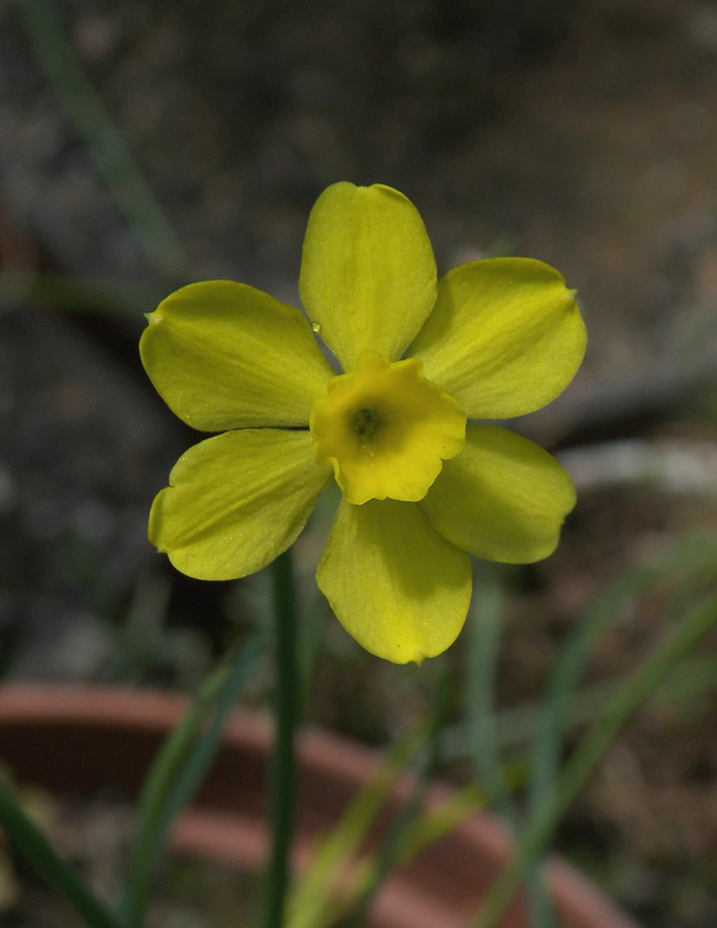 Image of Narcissus rupicola specimen.