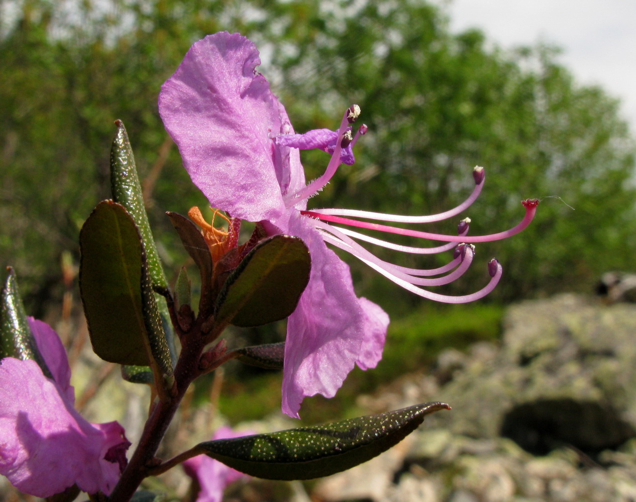 Image of Rhododendron ledebourii specimen.