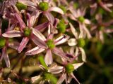 Allium tel-avivense