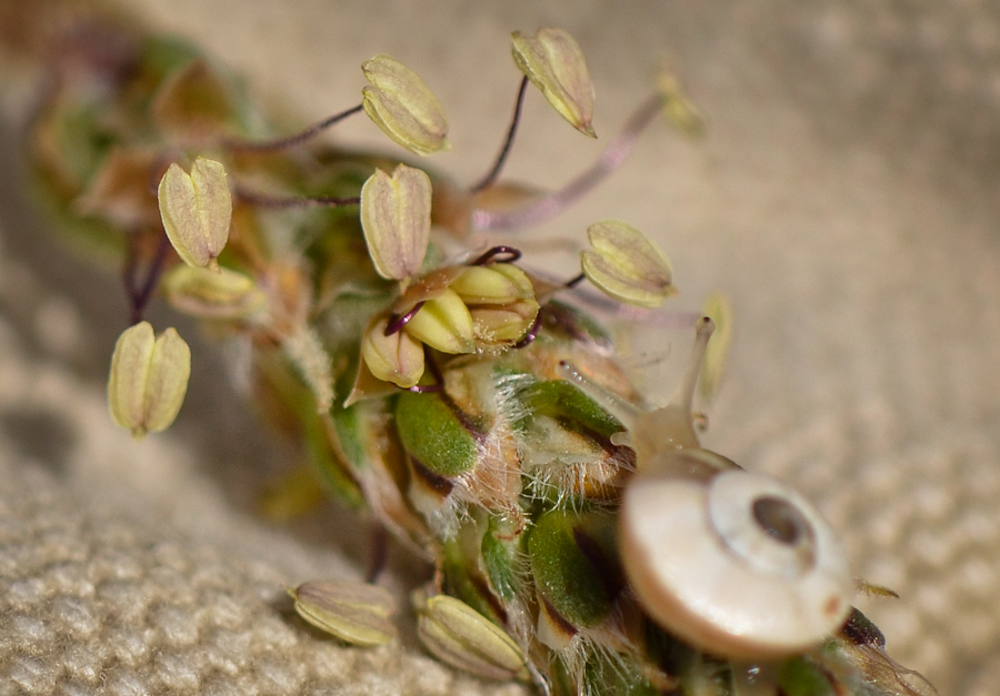 Image of Plantago albicans specimen.