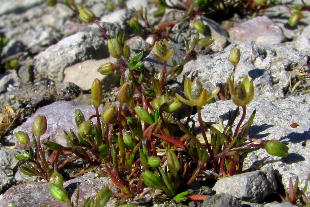 Image of Sagina apetala specimen.