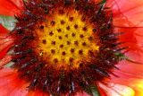Gaillardia × grandiflora. Соцветие (центральная часть). Московская обл., дачный участок. 03.09.2007.