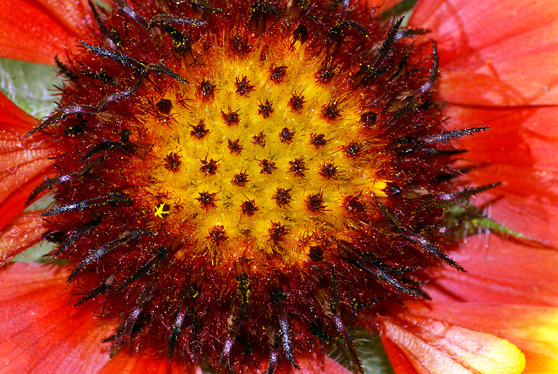 Изображение особи Gaillardia &times; grandiflora.