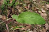 Hieracium gentile