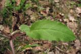 Hieracium gentile