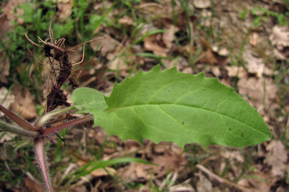 Image of Hieracium gentile specimen.