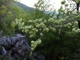 Изображение особи. Автор - Владимир Савельев