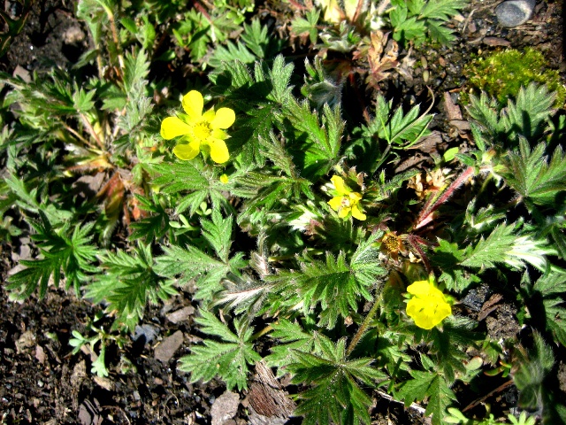 Image of genus Potentilla specimen.