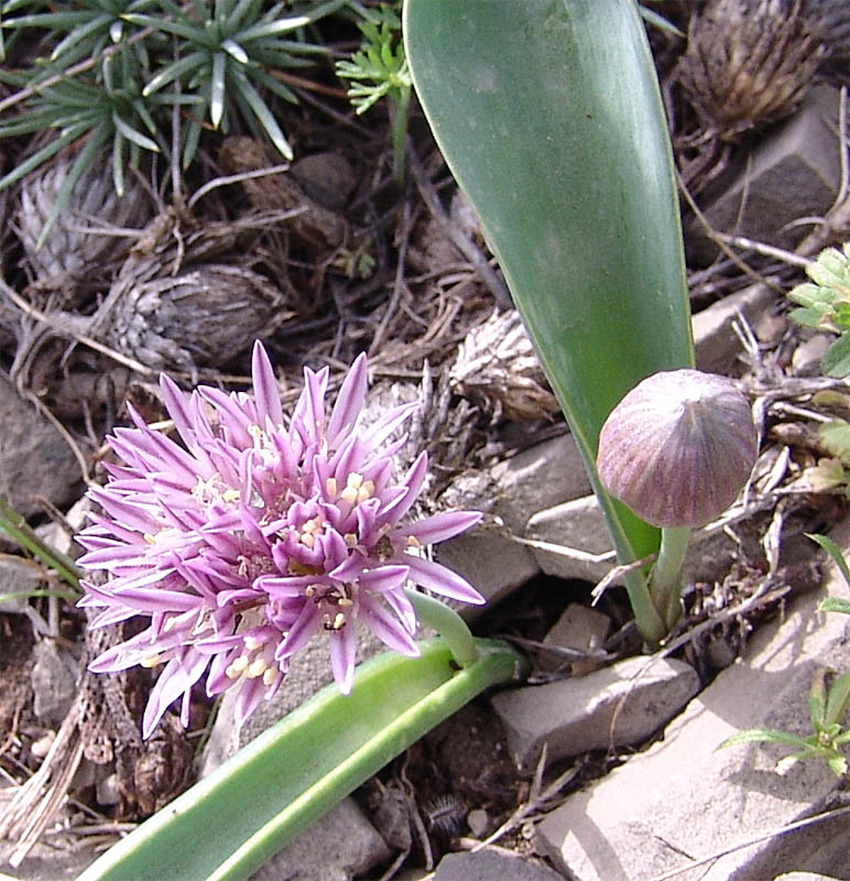 Image of Allium akaka specimen.