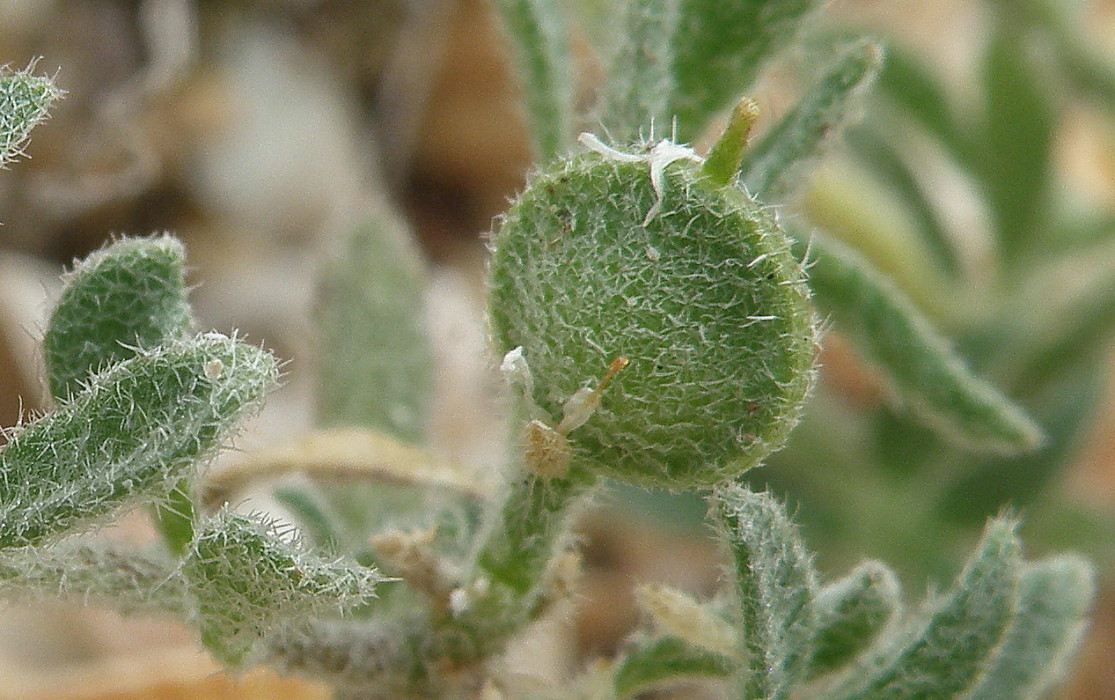 Image of Alyssum simplex specimen.