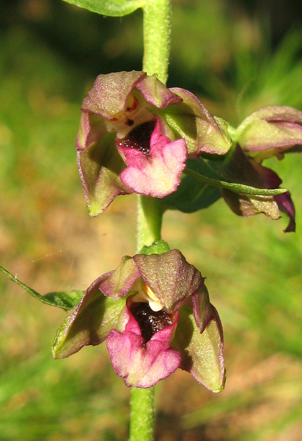 Изображение особи Epipactis helleborine.