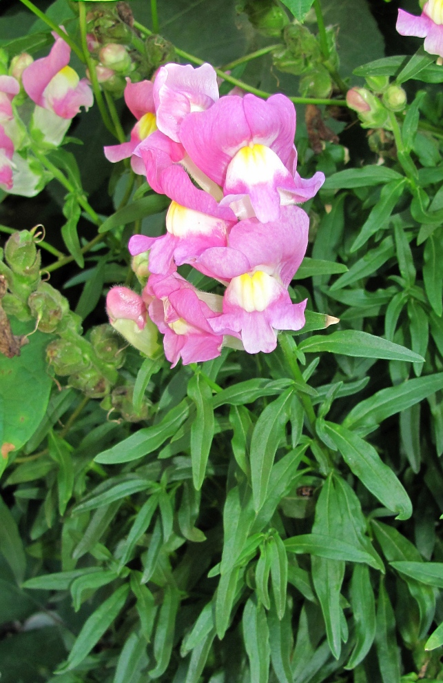 Изображение особи Antirrhinum majus.