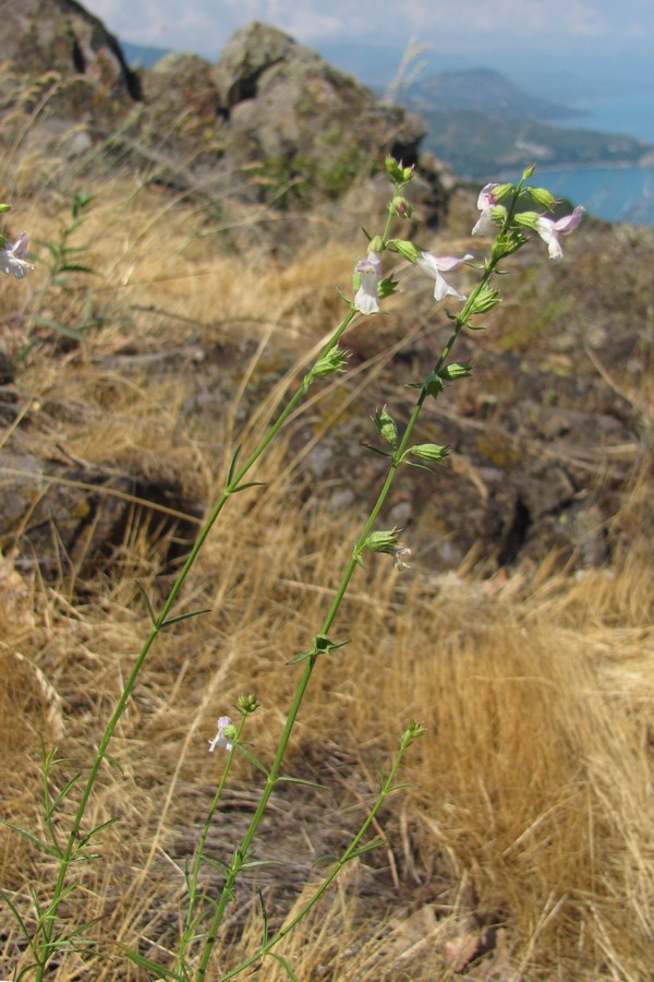 Image of Stachys angustifolia specimen.