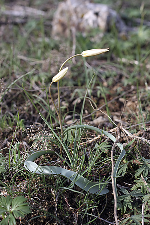 Image of Tulipa bifloriformis specimen.