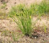 Carex neurocarpa