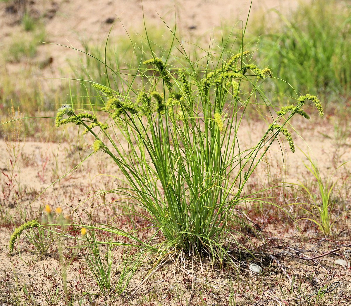 Image of Carex neurocarpa specimen.