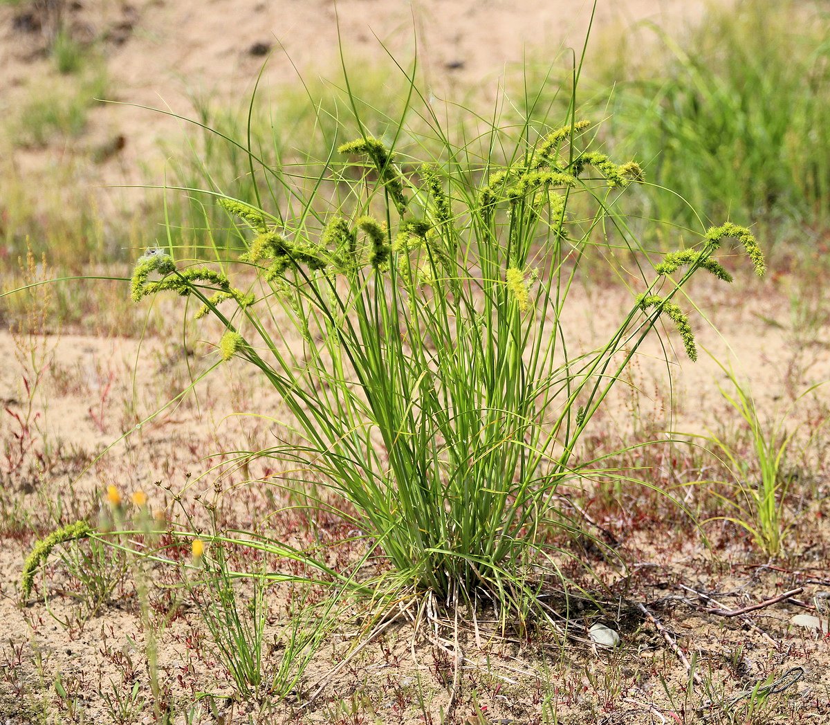 Изображение особи Carex neurocarpa.