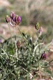 Astragalus