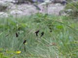 Carex paupercula. Верхушка побега с соплодиями, поражёнными головнёвыми грибами. Кабардино-Балкария, Зольский р-н, долина Джилы-Су. 27.07.2012.