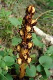 Hypopitys monotropa