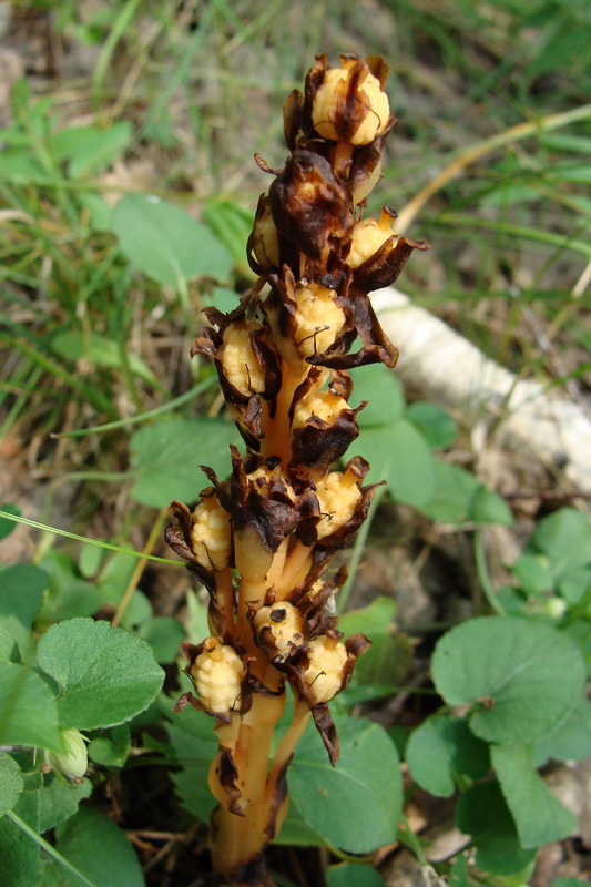 Изображение особи Hypopitys monotropa.