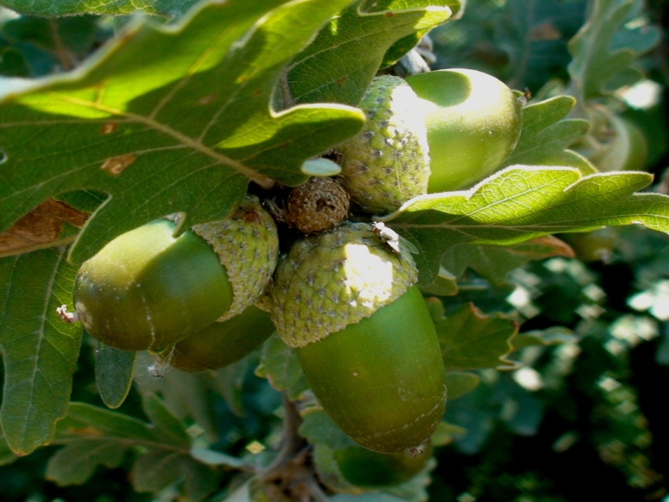 Изображение особи Quercus macranthera.