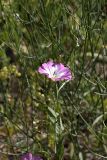 Convolvulus arvensis. Цветок. Южный Казахстан, правобережье Сыр-Дарьи выше устья Арыси. 27.05.2012.