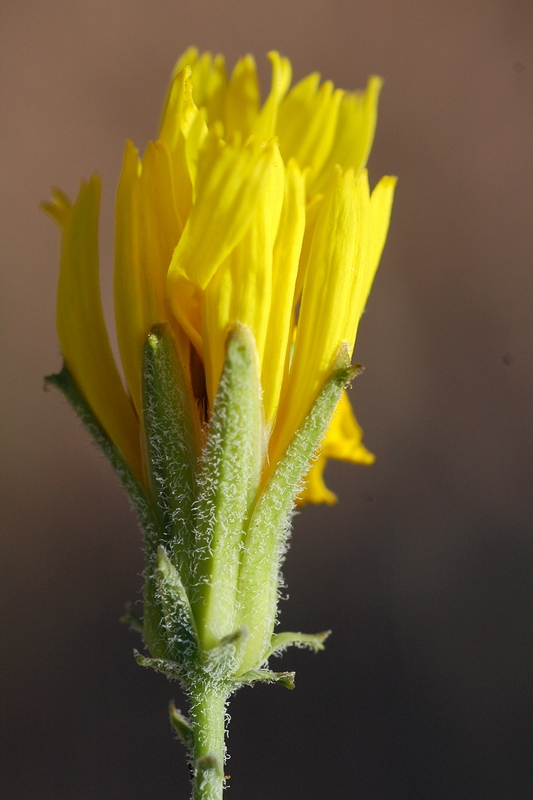 Image of Youngia diversifolia specimen.