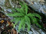 Protowoodsia manchuriensis. Растение на затенённой скале. Приморский край, г. Находка. 22.09.2012.