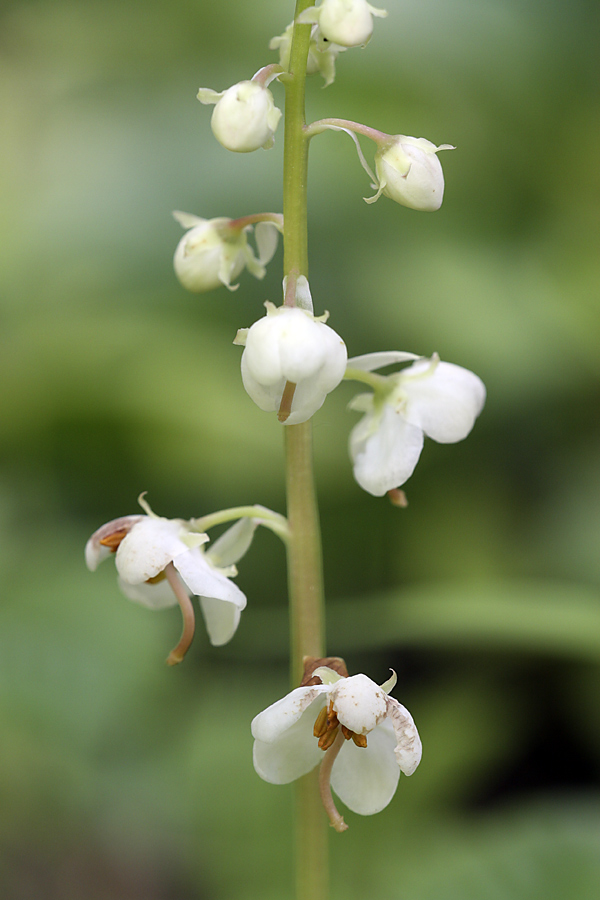 Изображение особи Pyrola rotundifolia.