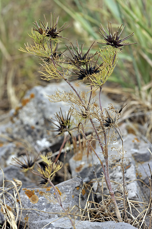 Изображение особи Scandix stellata.